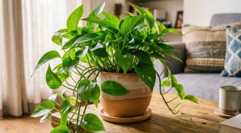 Trồng cây trầu bà trong nhà: Tốt hay không tốt?