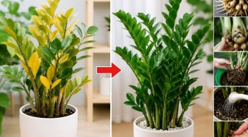 Vì sao cây kim tiền bị vàng lá? 6 nguyên nhân phổ biến, biết sớm cứu cây kịp thời