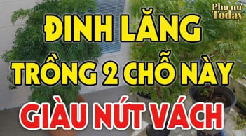 2 vị trí trồng Đinh Lăng hút tài lộc