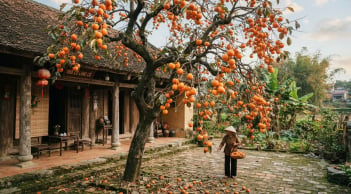 3 loại cây trồng trước nhà đừng dại chặt đi