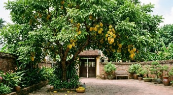 3 vị trí không nên trồng cây khế: Càng chăm càng khó giữ tài lộc