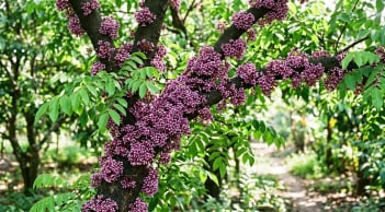Khế ra nhiều hoa nhưng không đậu quả? Thủ phạm là việc nhiều người vẫn làm mỗi ngày