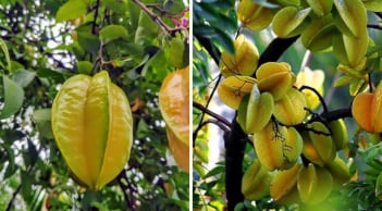 Trống khế chua hay khế ngọt trước nhà thì tốt hơn?