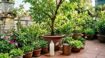 Đừng đổ nước vo gạo: Đây là 'phân bón vàng' giúp cây lớn nhanh, ít sâu bệnh