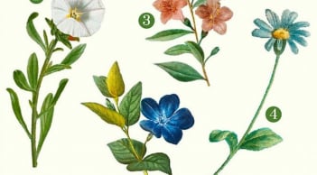 Hãy chọn một bông hoa bạn yêu thích