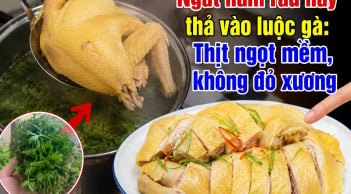 Ngắt nắm rau này thả vào luộc gà: Thịt ngọt mềm, không đỏ xương