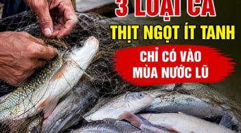 3 loại cá thịt ngọt ít tanh, chỉ có vào mùa nước lũ
