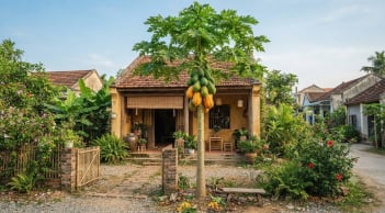 Cây đu đủ: 'Biểu tượng vàng' của sự đủ đầy, trồng trước nhà có giúp gia chủ 'tiền vào như nước'?