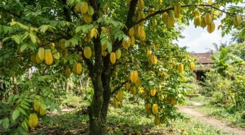 Cây khế hút tài lộc: 2 tuổi này trồng khế cuối năm giàu ú ụ