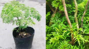 Vị trí trồng cây đinh lăng hút tài lộc, của cải vào nhà