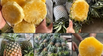 Chọn dứa nhắm trúng điểm này: Mật nhiều, mọng nước