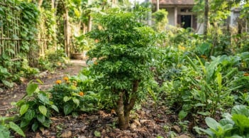 Trồng cây đinh lăng trong nhà: Đặt đúng vị trí này, tài lộc 'tự tìm đến', gia đạo bình an