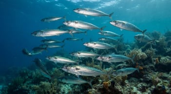 3 loại cá 'bình dân' cực giàu omega-3, chợ nào cũng bán, chuyên gia khuyên ăn thường xuyên