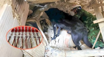 Chó nghiệp vụ Việt Nam được trao Huân chương Công trạng ở Venezuela