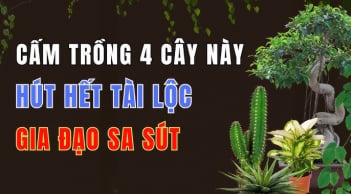 3 loại cây trồng trước nhà phá tài: Cây càng xanh người càng suy