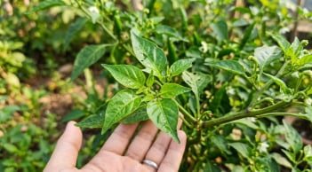 Đừng chỉ dùng quả ớt: Phần lá cũng là 'kho dinh dưỡng' mà nhiều người bỏ qua