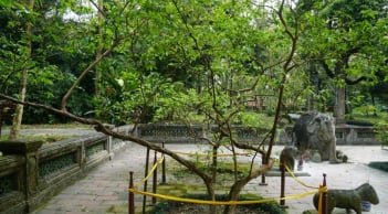 Cây ổi hơn 90 năm tuổi ở Thanh Hóa khiến ai cũng tò mò: Chỉ cần gãi nhẹ, lá lập tức rung lên