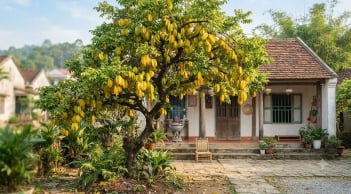 3 vị trí trồng khế hút tài lộc vào nhà