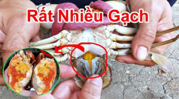 Đi chợ nên mua 'cua đực' hay 'cua cái' thì ngon hơn?