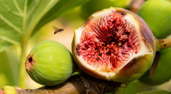 Côn trùng trong quả sung sinh ra từ đâu? Sự thật khiến nhiều người bất ngờ, chúng có gây độc không?