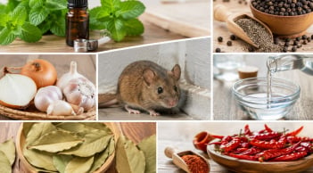 Mẹo hay đuổi chuột khỏi nhà bằng nguyên liệu dễ tìm: Không cần hóa chất