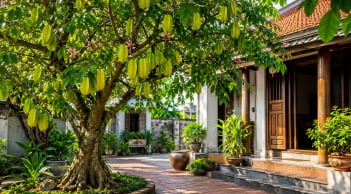 Người xưa dặn: Trồng cây khế đúng vị trí này, phong thủy hanh thông, tài lộc dễ ghé cửa