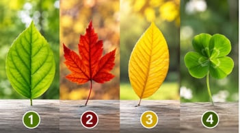 Trắc nghiệm: Chọn 1 chiếc lá bạn thích nhất