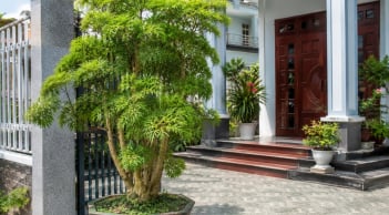 3 vị trí tốt nhất để trồng cây đinh lăng