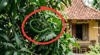 4 cách ngăn rắn bò vào nhà