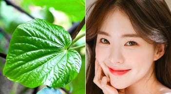 Lá lốt có thực sự giúp cải thiện mụn? Những cách sử dụng đơn giản tại nhà cần biết