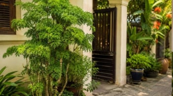 3 lý do nên trồng cây đinh lăng trước nhà