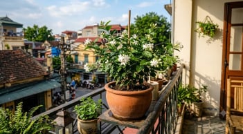 Cây cảnh nào nên trồng ở ban công? Gợi ý 7 loại cây 'hút' may mắn và vượng khí rực rỡ cho gia chủ