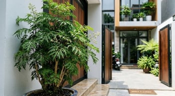 Tại sao nên trồng cây đinh lăng ở cổng nhà? Có 4 lý do đặc biệt