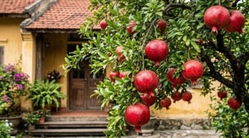 Vì sao người giàu thích trồng một cây lựu trước cửa nhà?