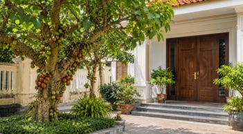 3 vị trí tốt nhất để trồng cây sung giúp trấn giữ tiền bạc