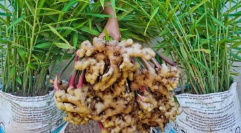 Mẹo trồng gừng củ to, đẻ nhiều nhánh