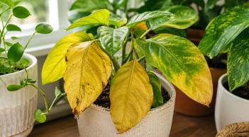 Vì sao lá cây cảnh bị vàng? 7 nguyên nhân nhiều người bỏ qua, càng chăm cây càng dễ yếu