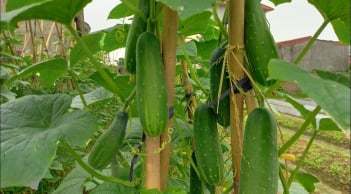 Ai không nên ăn dưa chuột?