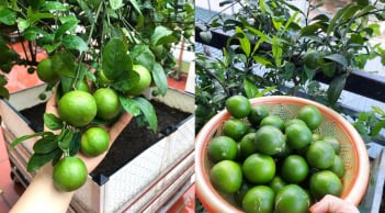 Bí quyết trồng chanh trong chậu quả sai trĩu cành, ăn quanh năm không hết