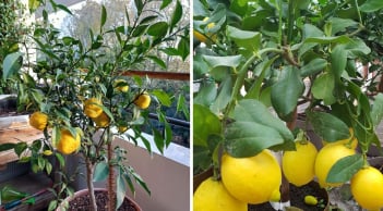 Cách trồng canh trong chậu cho quả sai lúc lỉu
