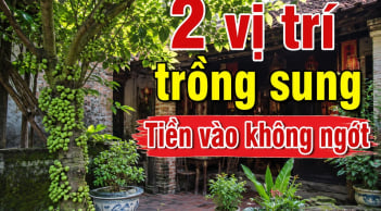 Cửa nhà nên trồng 1 hay 2 cây sung là tốt nhất?