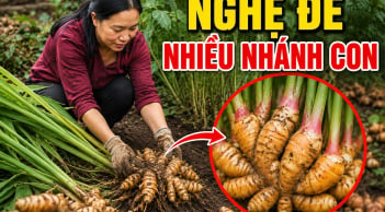 Mẹo trồng nghệ đẻ nhiều nhánh con, củ nào cũng mập mạp