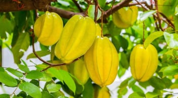 3 vị trí trồng khế hút tài lộc vào nhà