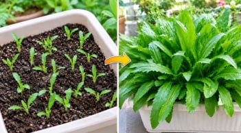 Cách trồng rau mùi tàu trong chậu nhanh được ăn, quanh năm xanh tốt, không phải gieo mới