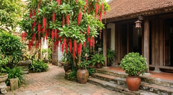 Tháng 8: 4 loại cây đặt trước cửa hút tài lộc, gia đình làm ăn thuận buồm xuôi gió