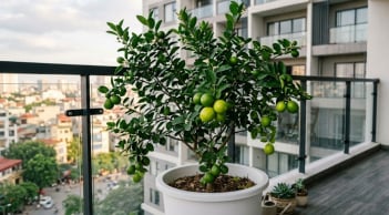 5 lợi ích của việc trồng cây chanh trong nhà