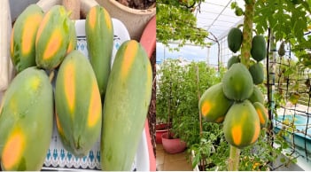 Cách trồng đu đủ trong chậu cho quả sai trĩu trịt