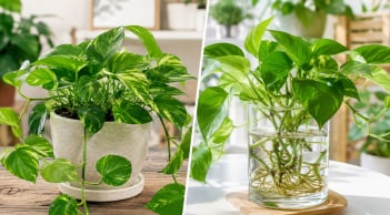 Cây trầu bà nên trồng thủy sinh hay trồng trong đất?