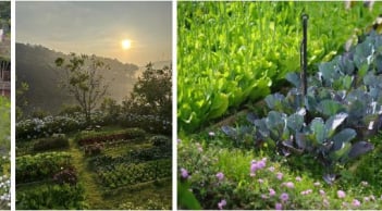 Không gian sống chữa lành: Khu vườn nhỏ giúp tìm lại sự bình yên