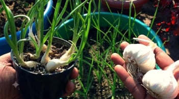 Mẹo trồng tỏi từ tỏi mọc mầm, củ to tròn, ăn quanh năm